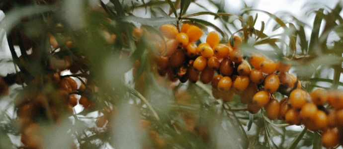 a bunch of fruit hanging from a tree