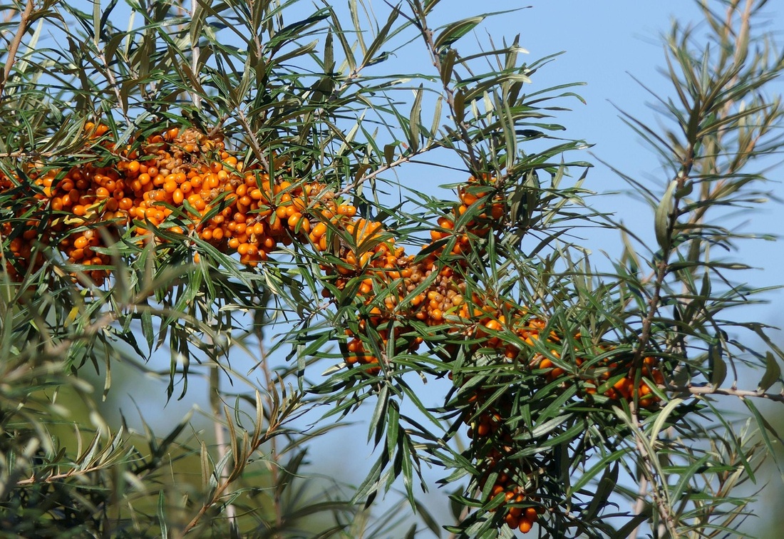 A sea buckthorn branch with orange berries