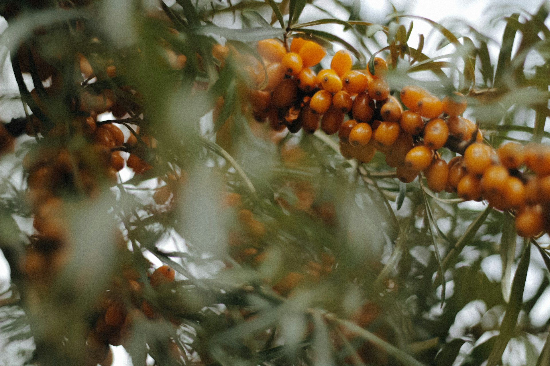 Sea buckthorn berries on the branch